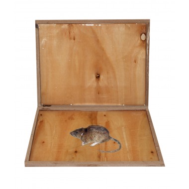 Capcană adezivă gata de utilizare din lemn pentru combatere eficientă șobolani șoareci